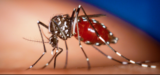 Foto tomada de www.cubahora.cu