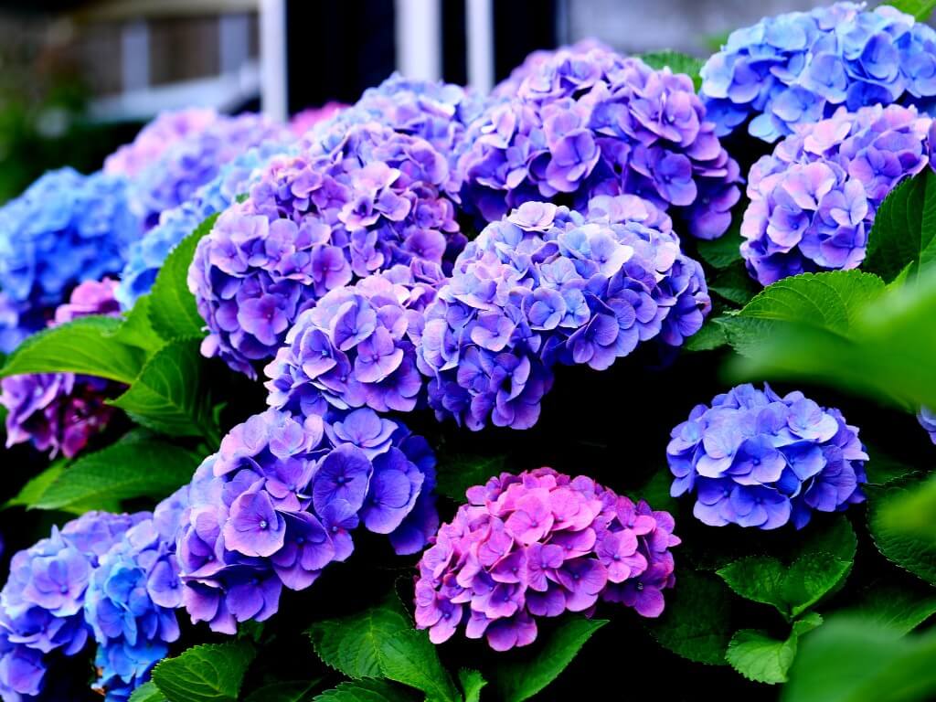 Fenalco Antioquia y Grupo de Exportadores de Flores y Floricultores (GEFFA) organizarán el VII Simposio de Hortensias y Ornamentales.