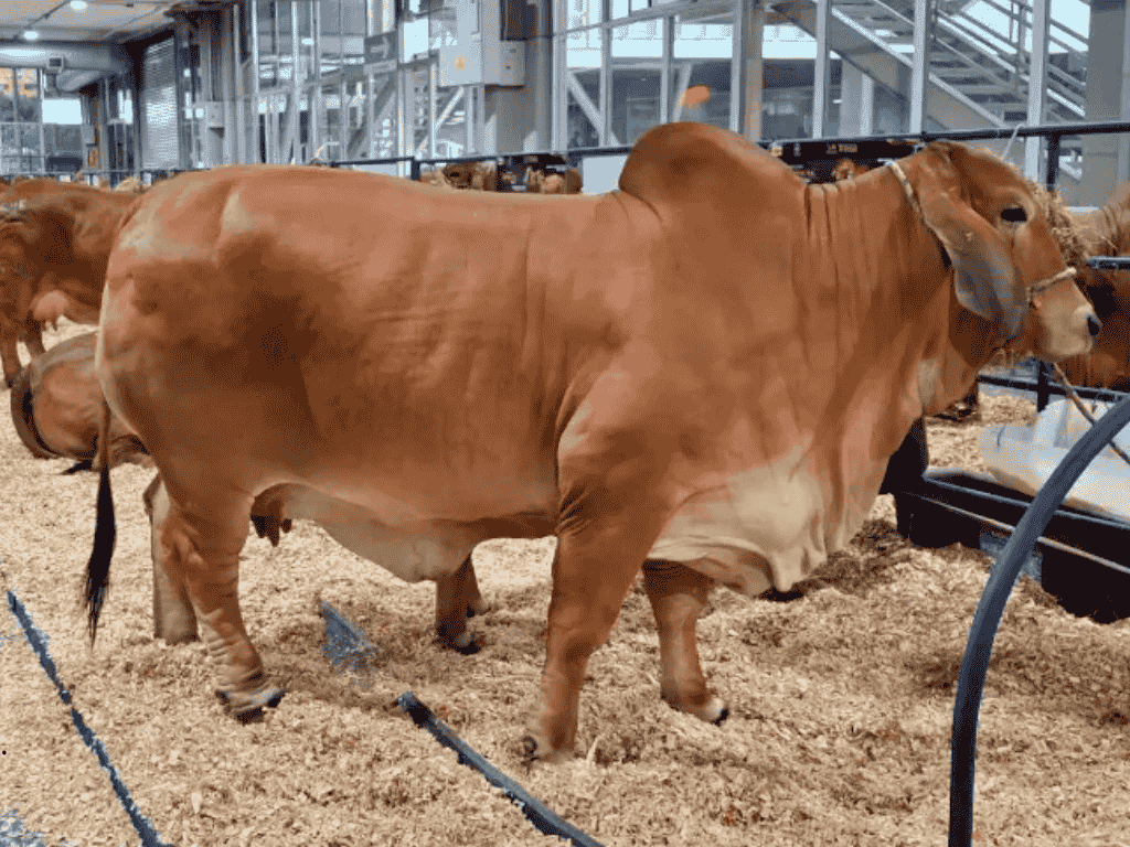 En la imagen se ve un ganado Brahman rojo en el marco de Expo Agrofuturo 2025