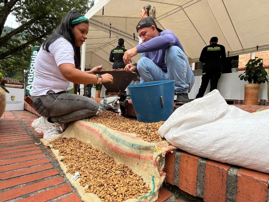 Muestra artesanal de recolección de café en ciudad bolívar en el marco del lanzamiento del Plan Cosecha 2025