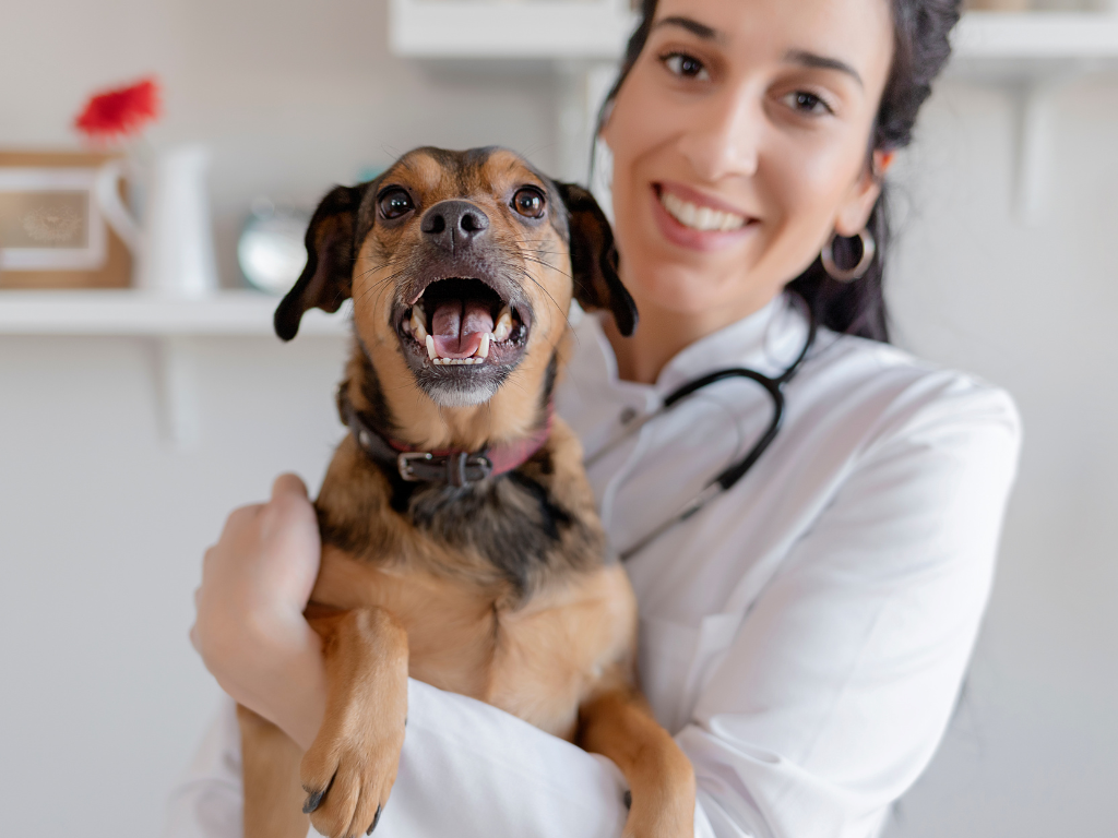 Jimena Hoyos y Fundación Gozques lanzan libro fotográfico para financiar un hospital veterinario en La Guajira.