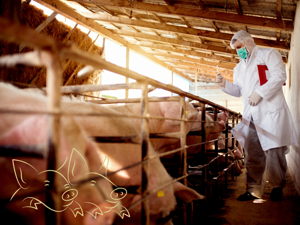 Foto: Canva. Las importaciones de cerdo en Colombia cayeron 4,2% en enero de 2026. PorkColombia reporta aumento del 12,7% en la producción nacional.