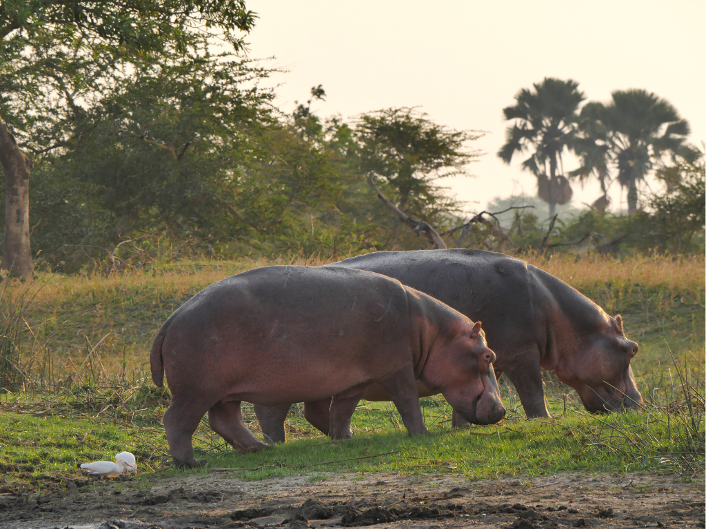 Foto: Canva. El Gobierno iniciará la eutanasia de hipopótamos para controlar su población. MinAmbiente advierte riesgos para el manatí y ecosistemas.
