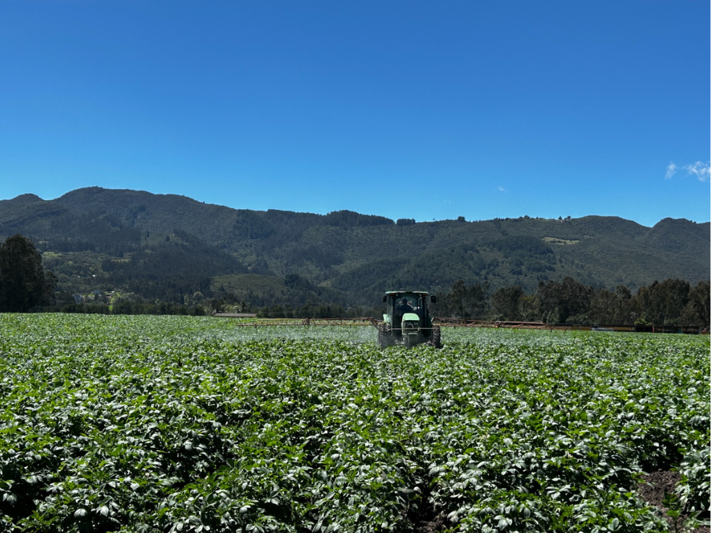 Foto: McCain. Aunque el cultivo de papa en Antioquia representa el 5% de la producción nacional, nfrenta el reto de la transferencia agroindustrial.