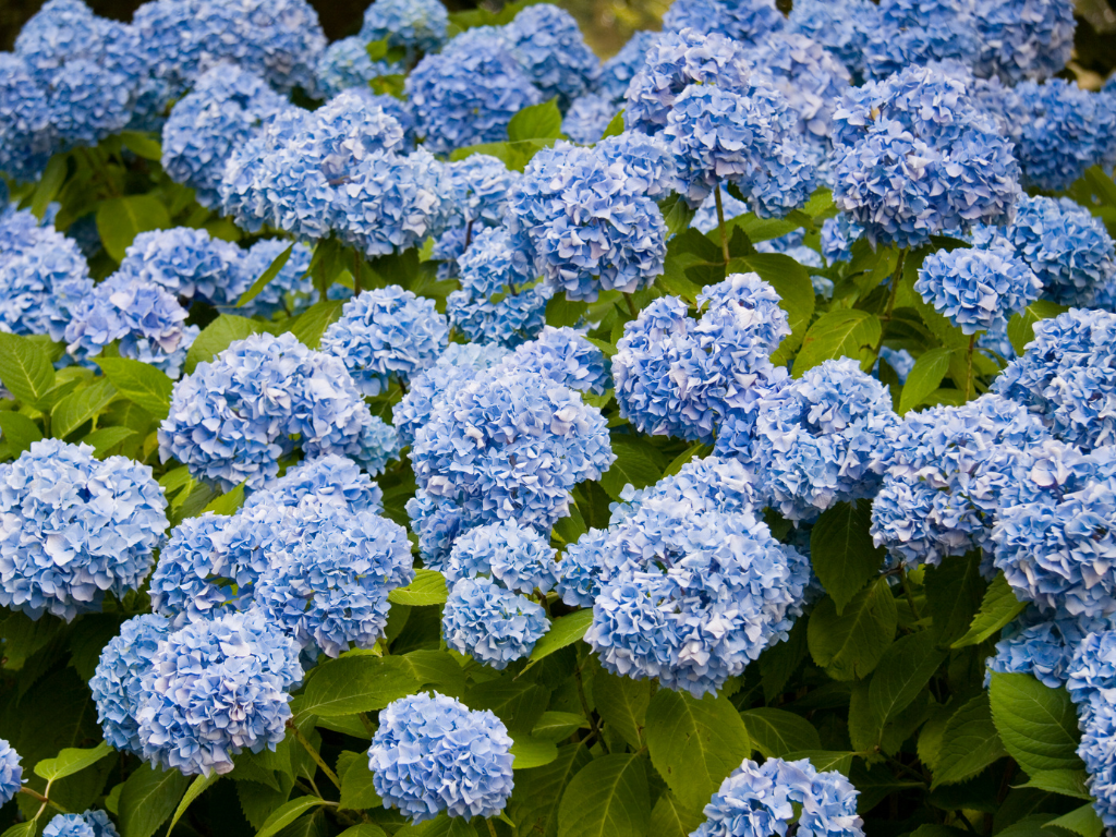 Las exportaciones de hortensias desde Antioquia alcanzaron un récord de USD 120 millones en 2025. Fenalco prepara el VIII Simposio en Rionegro este 29 de julio.