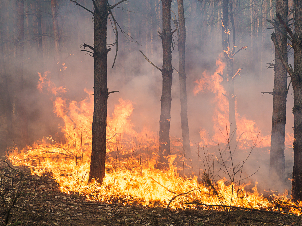 Foto: Canva. Incendios forestales en Francia y España afectan miles de hectáreas. Autoridades emitieron alertas de viaje para turistas en zonas afectadas.