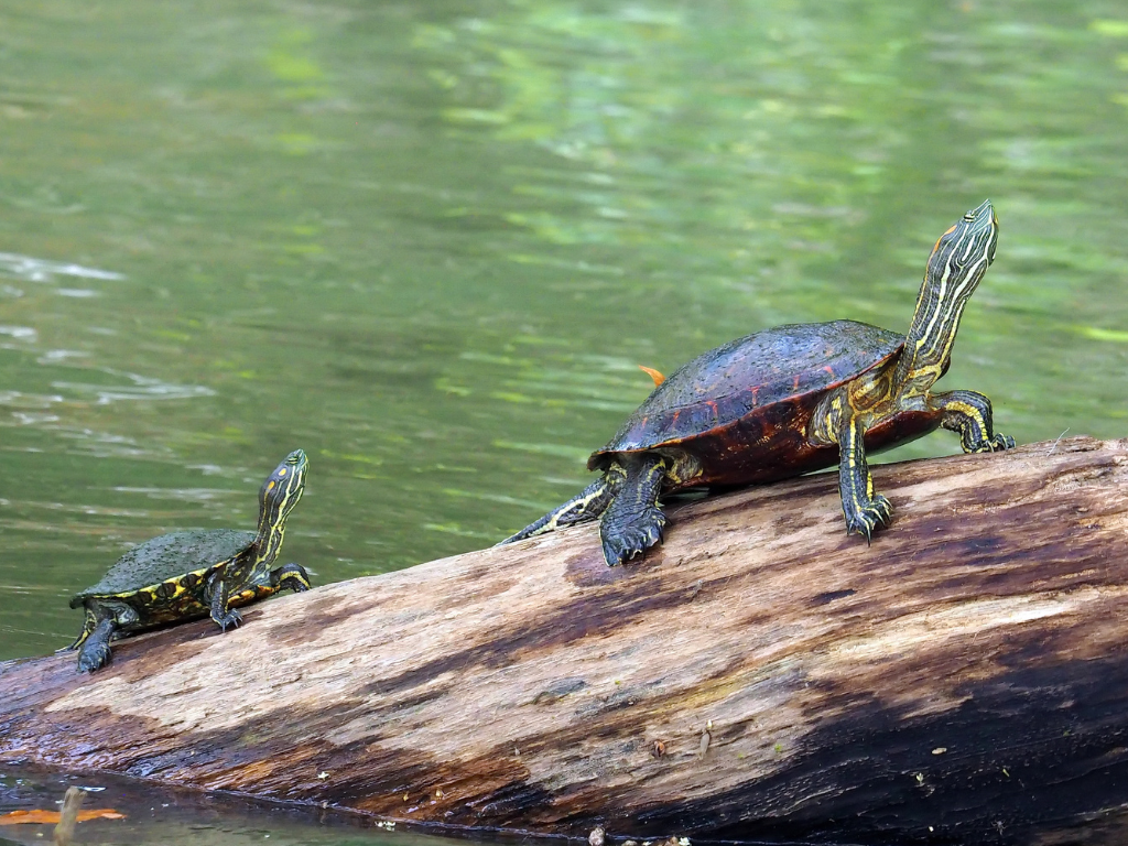 Foto: Canva. Mineros S.A. liberará más de 1.000 tortuguillos en El Bagre, Antioquia. El proyecto suma 37.057 especies liberadas en 14 años.