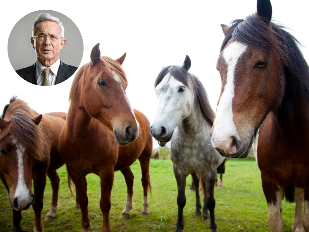 Foto: Canva. Álvaro Uribe visitó Salento tras el sismo, anunció la rifa de 100 caballos para reparar iglesias y donación de antenas WiFi con la Fundación Palomas.