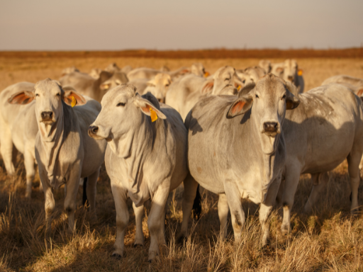 Foto: Canva. Fedegán reportó $47.000 millones en pérdidas ganaderas por El Niño. La sequía ya deja 9.865 animales muertos y 2,1 millones de hectáreas afectadas.