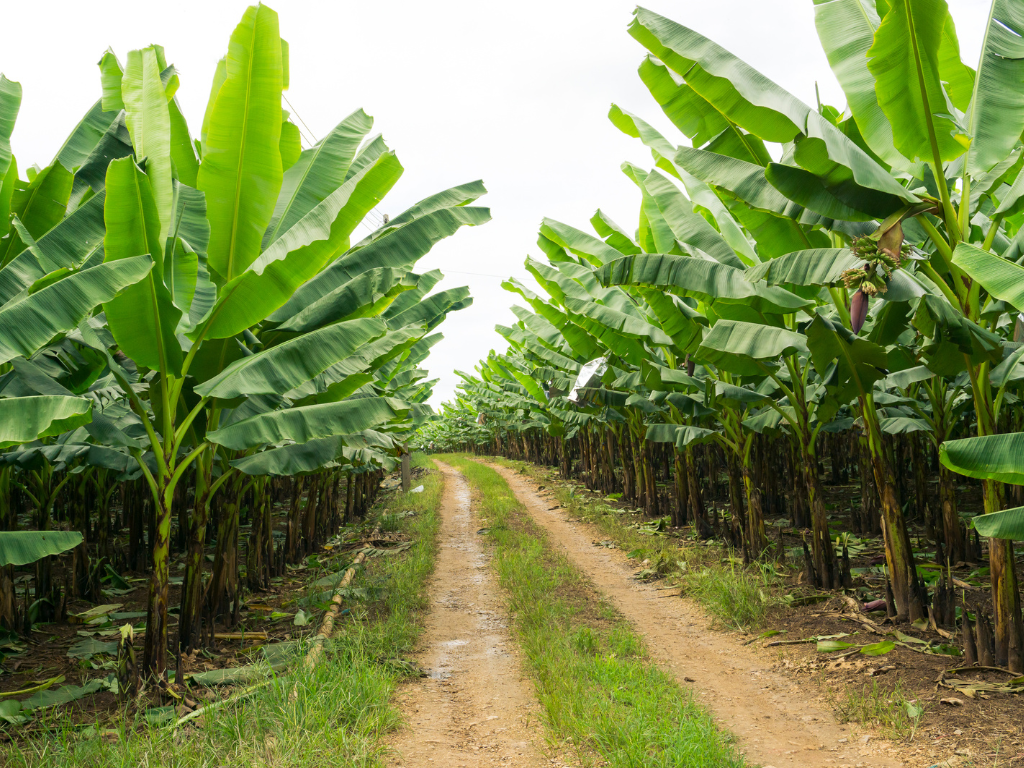 Foto: Canva. El desarrollo agroindustrial en Urabá recibirá impulso de MinAgricultura y Proantioquia con zonas francas, predios y distritos de riego.