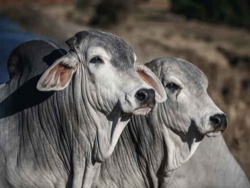 Foto: Canva. La exportación de carne colombiana bovina y porcina tiene luz verde en Filipinas. Conozca las cifras del mercado y el análisis de Fedegán sobre la TRM.