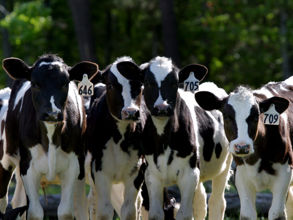 Foto: Canva. La Ruta de la Leche en el Norte de Antioquia lanza su pasaporte de $20.000 y la marca Territorio Río Grande con 5 municipios en Travel Expo.